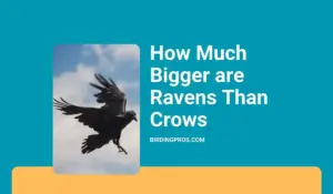 How Much Bigger are Ravens Than Crows