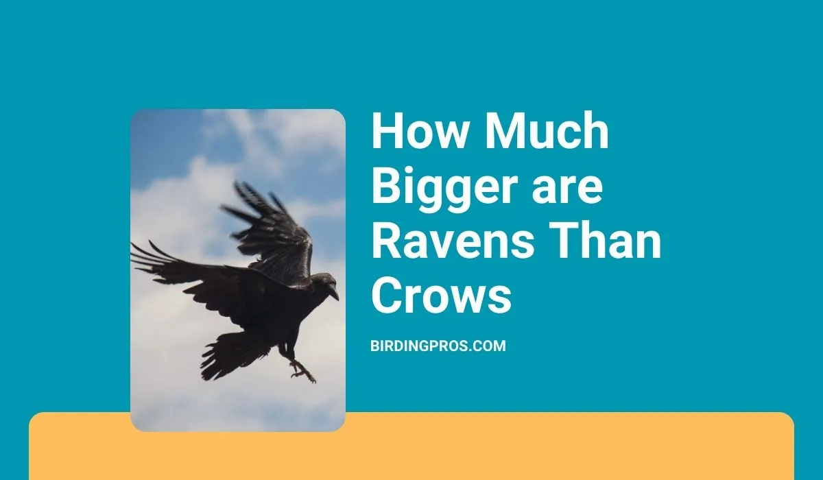 How Much Bigger Are Ravens Than Crows? See The Comparison