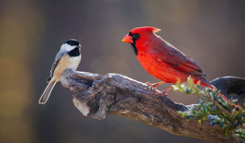 Interactions With Other Birds