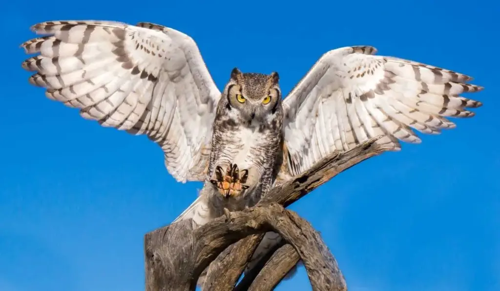 Introduction To Great Horned Owls