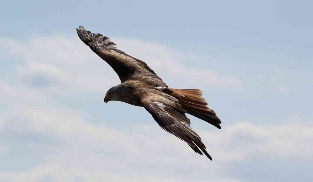 Is Flying A Learned Behavior For Birds?