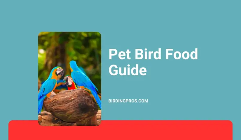 Pet Bird Food Guide