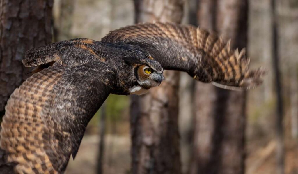 Great Horned Owl Diet