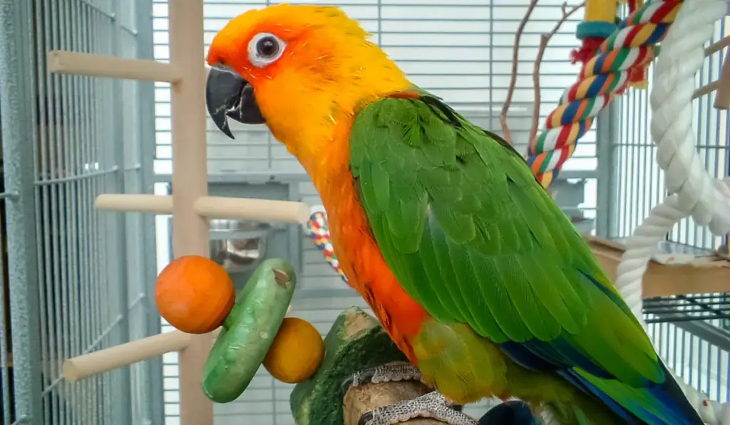 The Importance of Proper Nutrition for Pet Birds