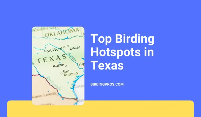 Top Birding Hotspots in Texas