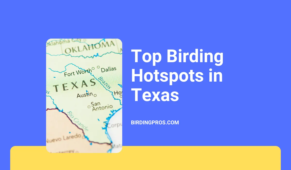 9 Top Birding Hotspots In Texas: Spot Amazing Birds