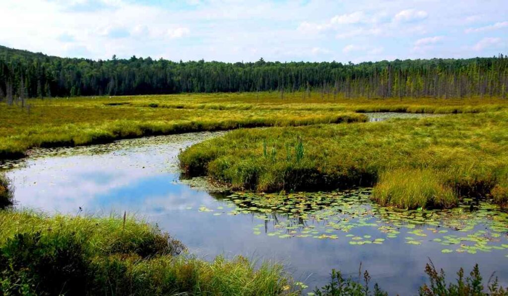 Wetlands And Marshes