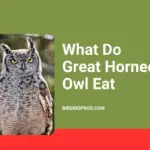 What Do Great Horned Owl Eat