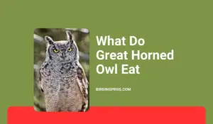 What Do Great Horned Owl Eat