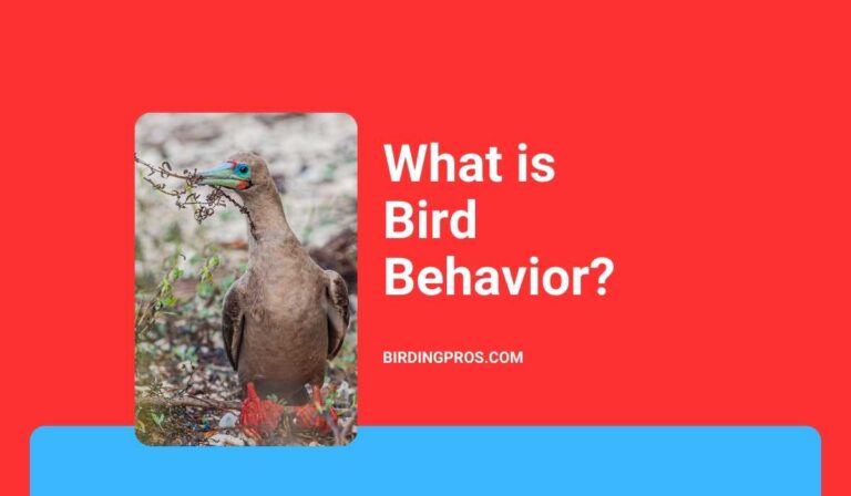 What is Bird Behavior? Instinct Vs. Learned Behavior