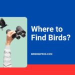 Where to Find Birds?