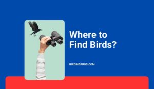 Where to Find Birds?