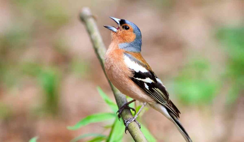 Which Best Describes Singing Behavior In Birds