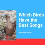 Which Birds Have the Best Songs