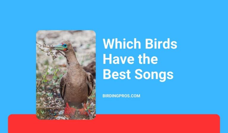 Which Birds Have the Best Songs