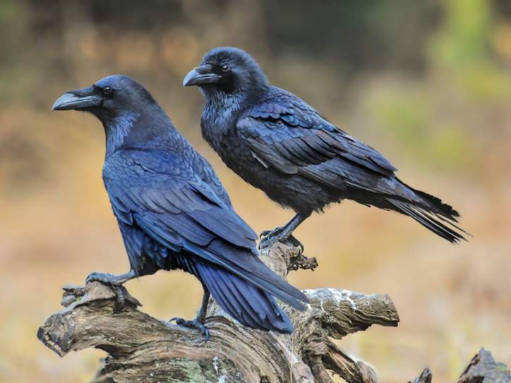 How Much Bigger are Ravens Than Crows: A Fascinating Comparison