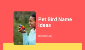 pet bird name ideas