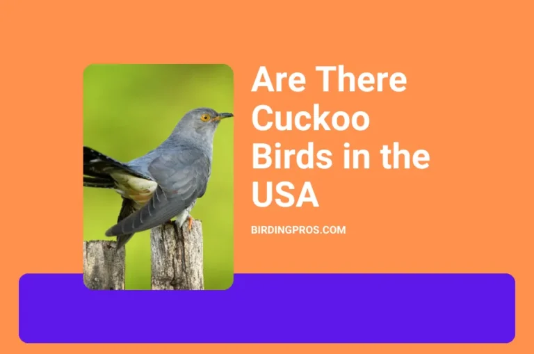 Are There Cuckoo Birds in the USA