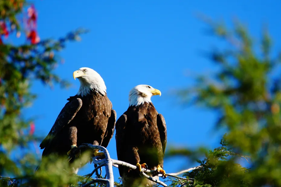 Bald Eagles: America's Bird in the Peach State