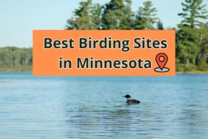 Best Birding Sites in Minnesota for Your Next Adventure