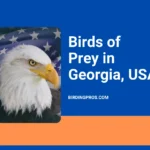 Birds of Prey in Georgia, USA