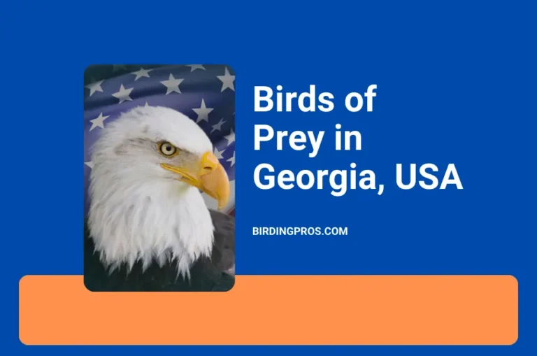 Birds of Prey in Georgia, USA