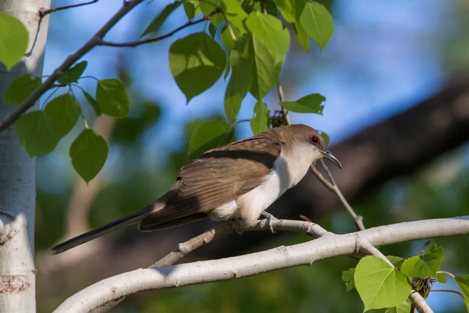 Black-billed Cuckoo (Coccyzus erythropthalmus)