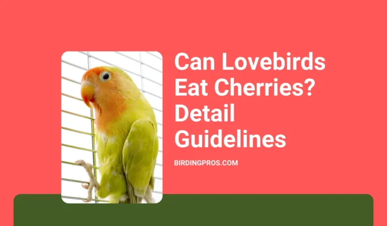 Can Lovebirds Eat Cherries