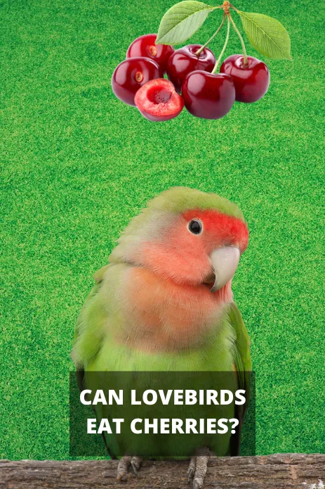 Can Lovebirds Eat Cherries?