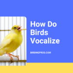 How Do Birds Vocalize? List of Birds