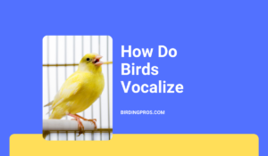 How Do Birds Vocalize? List of Birds