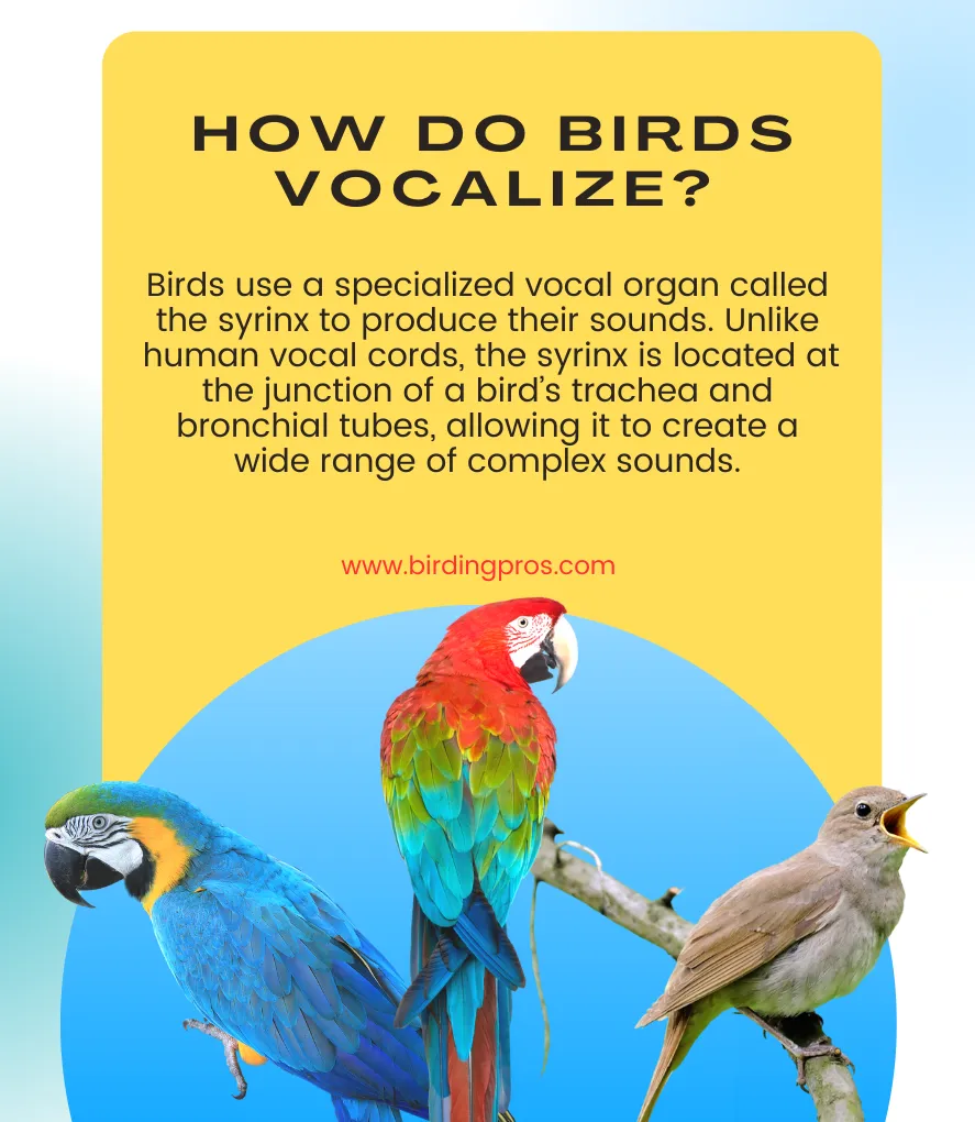 How Do Birds Vocalize