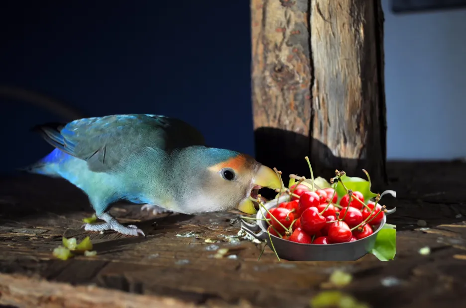 How to Safely Feed Cherries to Lovebirds