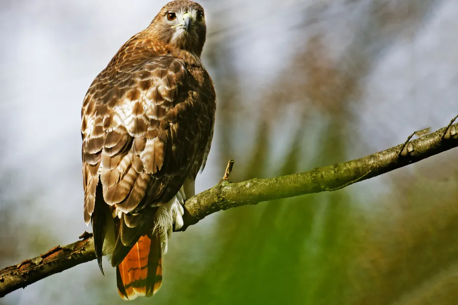 Red-tailed Hawks