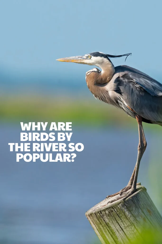 Why are birds by the River so popular?