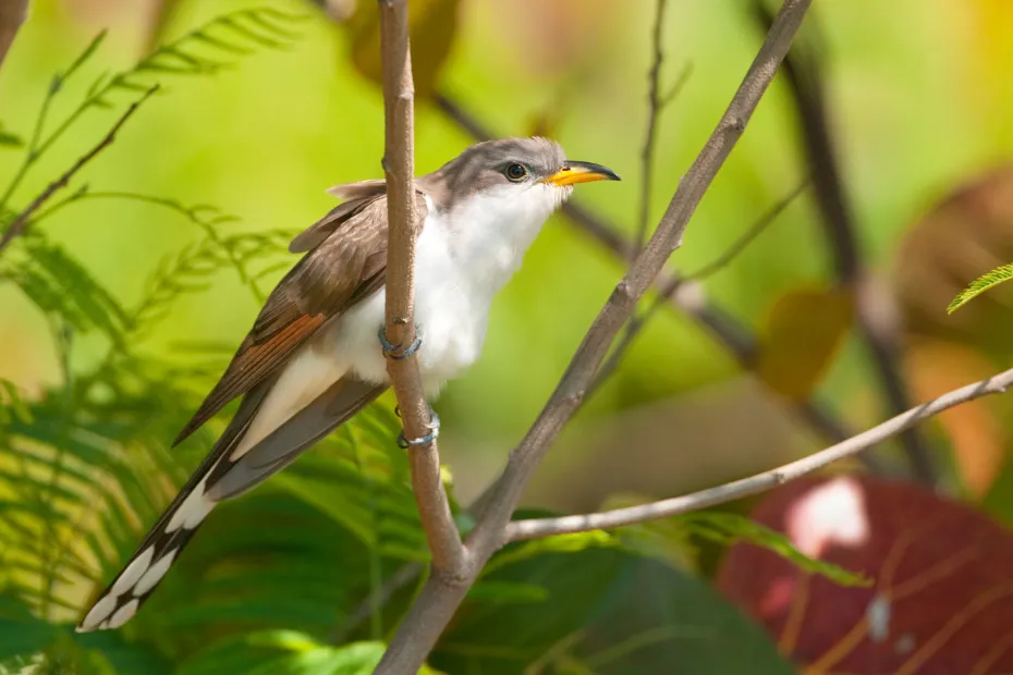 Yellow-billed Cuckoo (Coccyzus americanus)