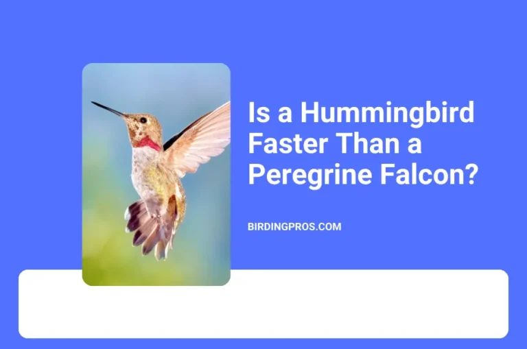 Is a hummingbird faster than a peregrine falcon?