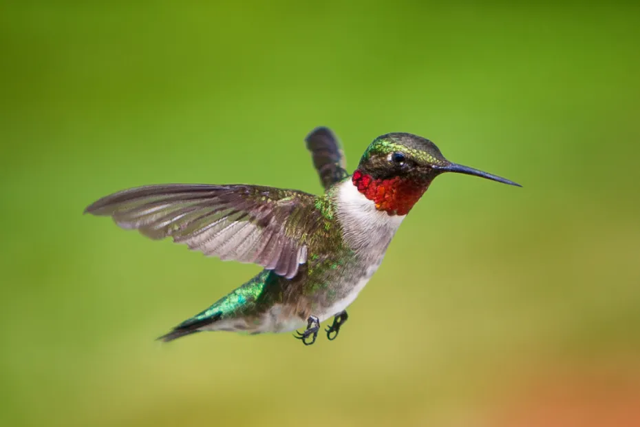 Is a hummingbird faster than a peregrine falcon?