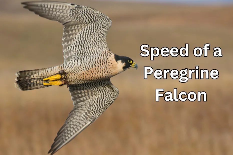 Speed of a Peregrine Falcon