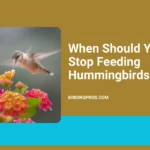 When Should You Stop Feeding Hummingbirds?