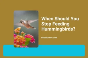 When Should You Stop Feeding Hummingbirds?