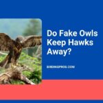 Do Fake Owls Keep Hawks Away?