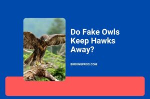 Do Fake Owls Keep Hawks Away?