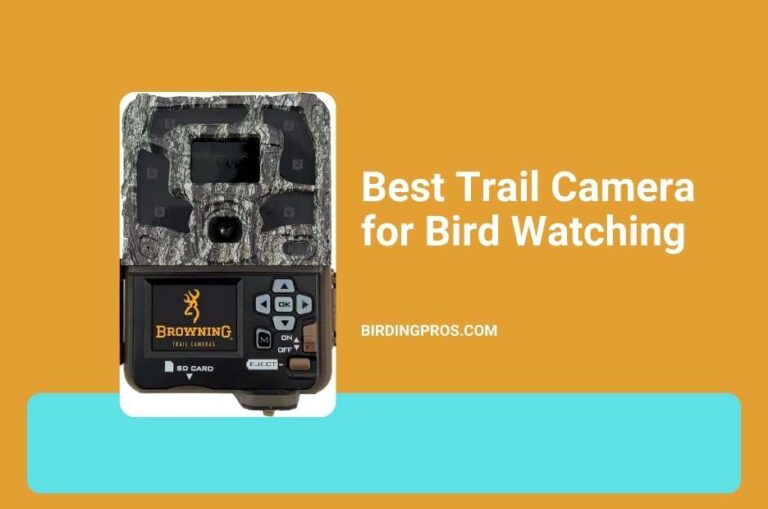 Best Trail Camera for Bird Watching