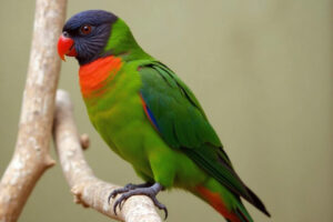 african ringneck parrot care​