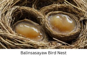 What is Balinsasayaw Bird Nest