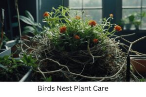 Details Guide On Birds Nest Plant Care