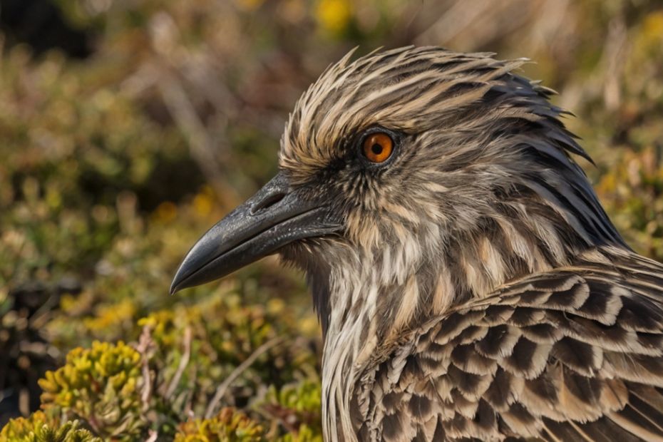 Top Bird-Watching Spots at Point Reyes