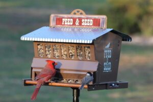 absolute bird feeder