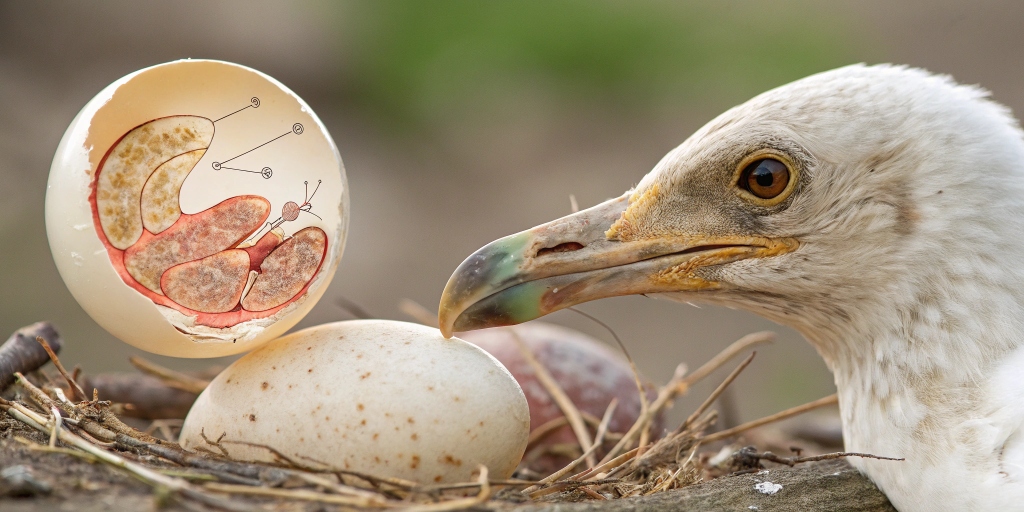 Egg Production and Fertilization